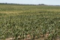 Corn field with young plants on fertile soil, a closeup with vib Royalty Free Stock Photo