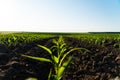 Corn field with young plants on fertile soil. Rows of sunlit young corn plants. Beautiful growing plant corn background Royalty Free Stock Photo