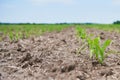 Corn field: young corn plants growing in the sun Royalty Free Stock Photo