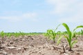 Corn field: young corn plants growing in the sun Royalty Free Stock Photo