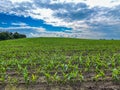 Corn field with young plants in spring Royalty Free Stock Photo