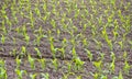 Corn field with young plants Royalty Free Stock Photo
