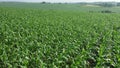 Corn field. Young corn plants are swaying in the wind in the field on a sunny summer day. Growing corn. Agricultural Royalty Free Stock Photo