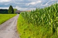 Corn Fields