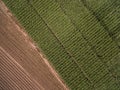 Aerial view of corn seed growing diagonal above green Royalty Free Stock Photo