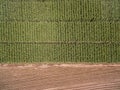 Corn Fields aerial view seeded and growing Royalty Free Stock Photo