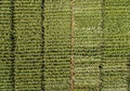 Seeded with endless wheat fields viewed from above Royalty Free Stock Photo