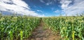 Panoramic view of corn Fields with cloudy sky summer landscape of Countryside in Biei, Hokkaido, Japan Royalty Free Stock Photo