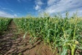 Corn Fields with cloudy sky summer landscape of Countryside in Biei, Hokkaido, Japan Royalty Free Stock Photo