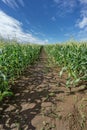 Corn Fields with cloudy sky summer landscape of Countryside in Biei, Hokkaido, Japan Royalty Free Stock Photo