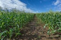 Corn Fields with cloudy sky summer landscape of Countryside in Biei, Hokkaido, Japan Royalty Free Stock Photo
