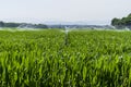 Corn fields in cycling path of Llagostera being watered Royalty Free Stock Photo