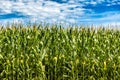 Corn Fields Forvever Royalty Free Stock Photo