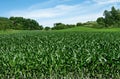 Corn Fields on the Fourth of July