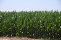 Corn fields. Royalty Free Stock Photo