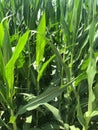 Corn fields. Royalty Free Stock Photo