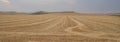 Corn Fields in Leiva near of Logrono. La Rioja, Spain Royalty Free Stock Photo