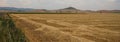 Corn Fields in Leiva near of Logrono. La Rioja, Spain Royalty Free Stock Photo