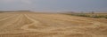 Corn Fields in Leiva near of Logrono. La Rioja, Spain Royalty Free Stock Photo