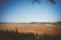 Corn Fields in Leiva near of Logrono. La Rioja, Spain Royalty Free Stock Photo