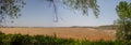 Corn Fields in Leiva near of Logrono. La Rioja, Spain Royalty Free Stock Photo