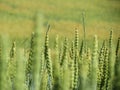 Corn fields in Norway Trondheim