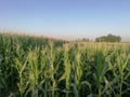 Corn fields