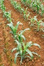 Corn fields planted