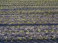 Cornfields planted in the spring in the morning Royalty Free Stock Photo