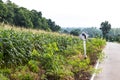 Corn fields with road signs. Royalty Free Stock Photo