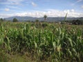 Corn fields in SololÃ¡ Guatemala