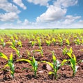 Corn fields sprouts in rows in California agriculture Royalty Free Stock Photo