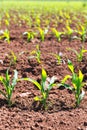 Corn fields sprouts in rows in California agriculture Royalty Free Stock Photo