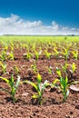Corn fields sprouts in rows in California agriculture Royalty Free Stock Photo