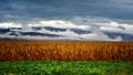 Corn fields on a stormy day of summer Royalty Free Stock Photo
