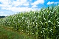 Fields of maize Royalty Free Stock Photo