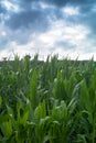 Fields of maize Royalty Free Stock Photo