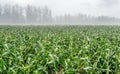 Corn Fields with summer morning mist landscape of Countryside in Biei, Hokkaido, Japan Royalty Free Stock Photo