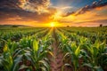 Corn fields at sunset. Landscape of rows of corn at sunset Royalty Free Stock Photo
