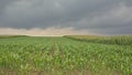 Corn fields under dark clouds in the Flemish countryside