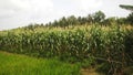 Corn fields, western Vietnam Royalty Free Stock Photo