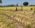 Corn filed ,rice harvesting image of Indian people ,harvesting with her own hand