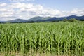 Corn filed with Velka Fatra mountains