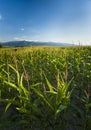 Corn fileds detail vertical Royalty Free Stock Photo