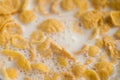 Corn flakes with milk in white bowl closeup Royalty Free Stock Photo