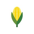 corn flat design vector illustration isolated on white background. organic logo vector organic agriculture corning field corncob Royalty Free Stock Photo