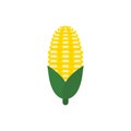 corn flat design vector illustration isolated on white background. organic logo vector organic agriculture corning field corncob Royalty Free Stock Photo