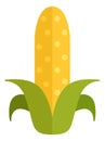 Corn flat icon. Maize symbol. Farm plant