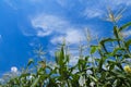 Corn flower Royalty Free Stock Photo