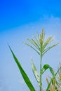 Corn flower against blue sky, Raw corn on plant, flower of field corn Royalty Free Stock Photo
